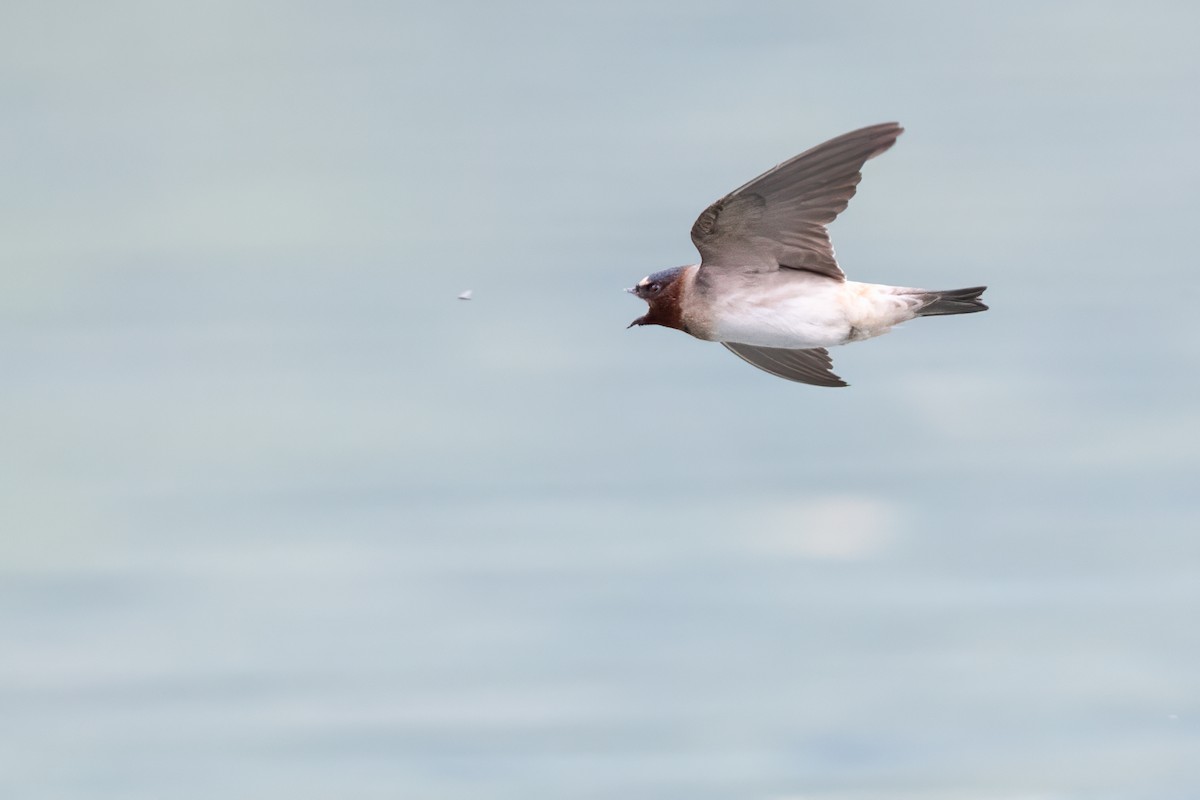 Golondrina Risquera - ML644719508