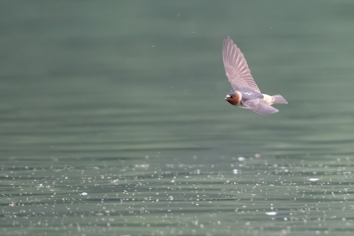 Golondrina Risquera - ML644719509