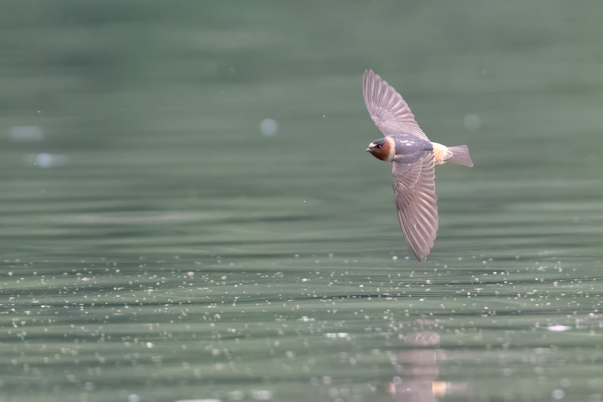 Golondrina Risquera - ML644719510