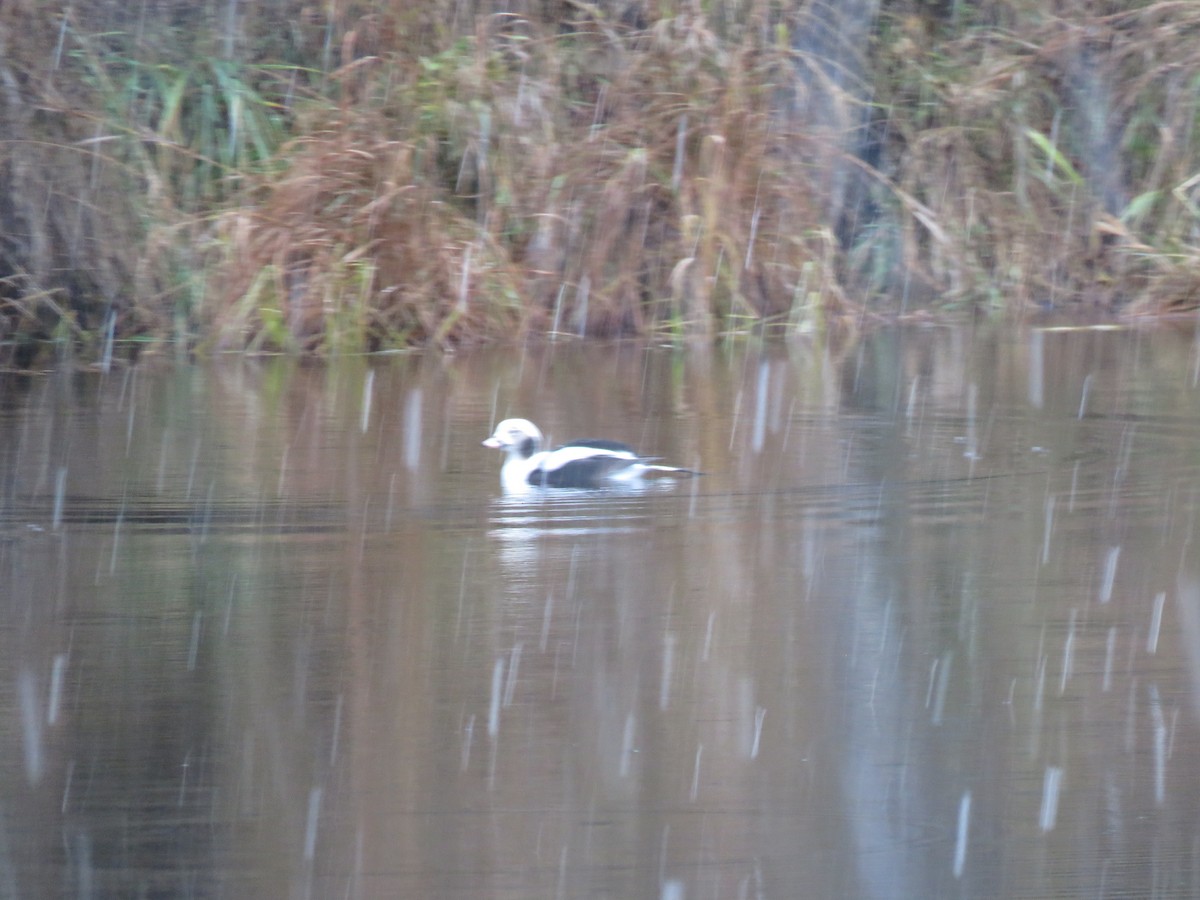 Long-tailed Duck - ML644719511