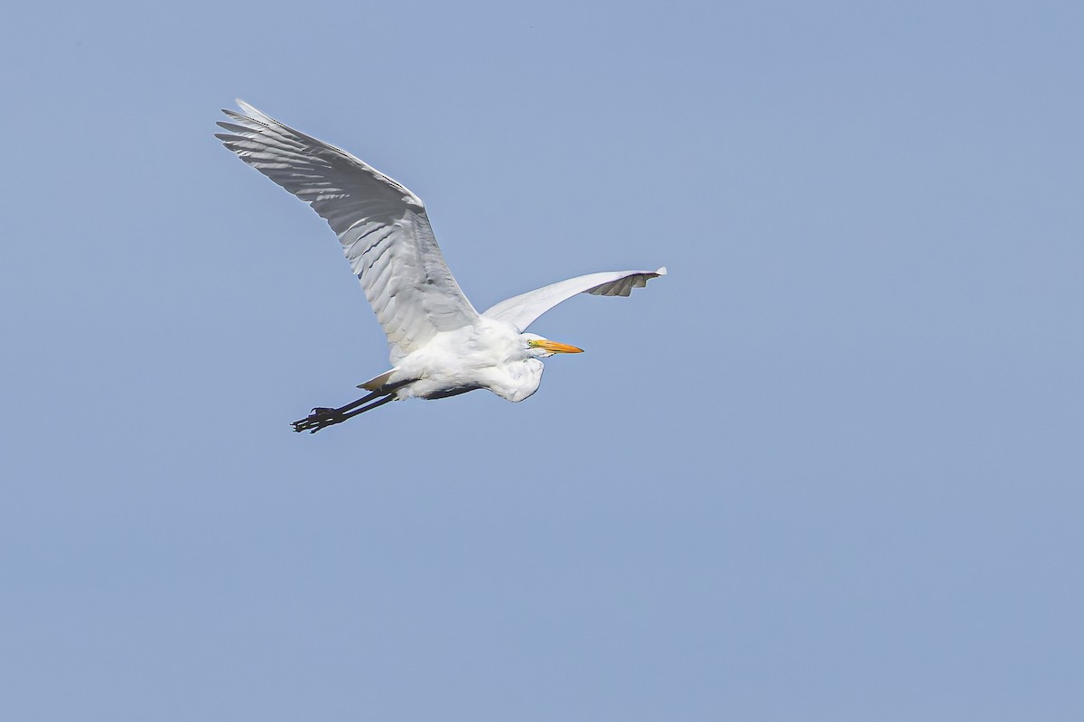 Great Egret - ML644719525