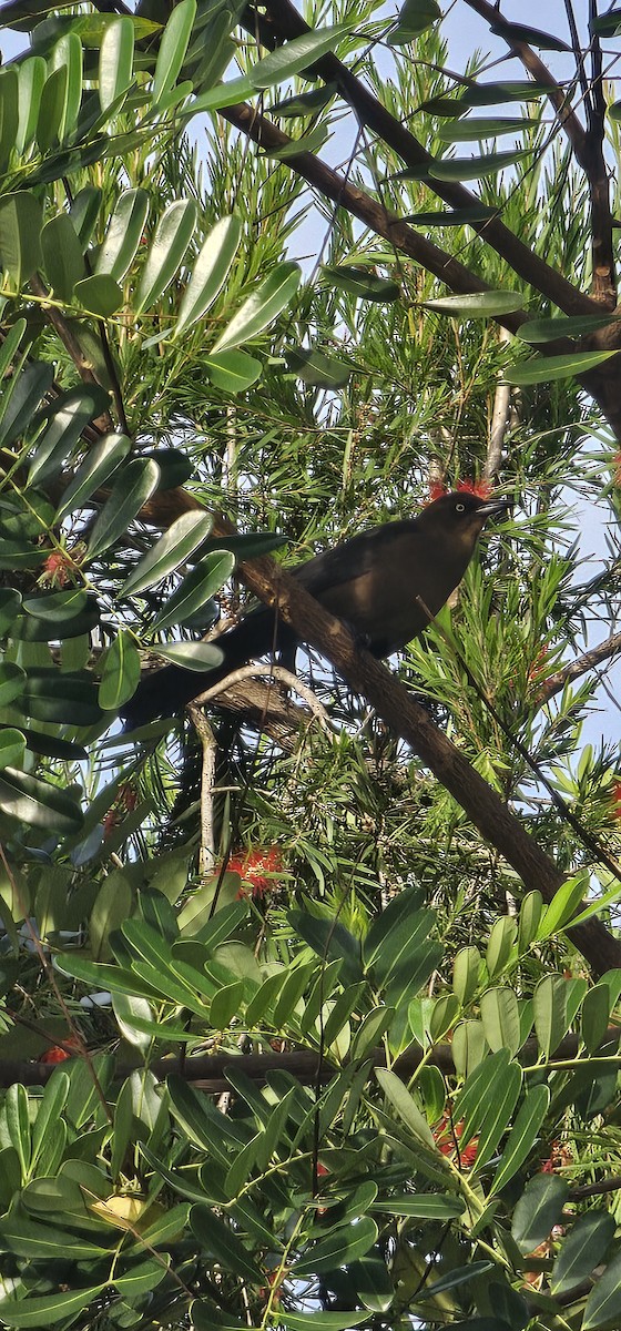 Great-tailed Grackle - ML644719527
