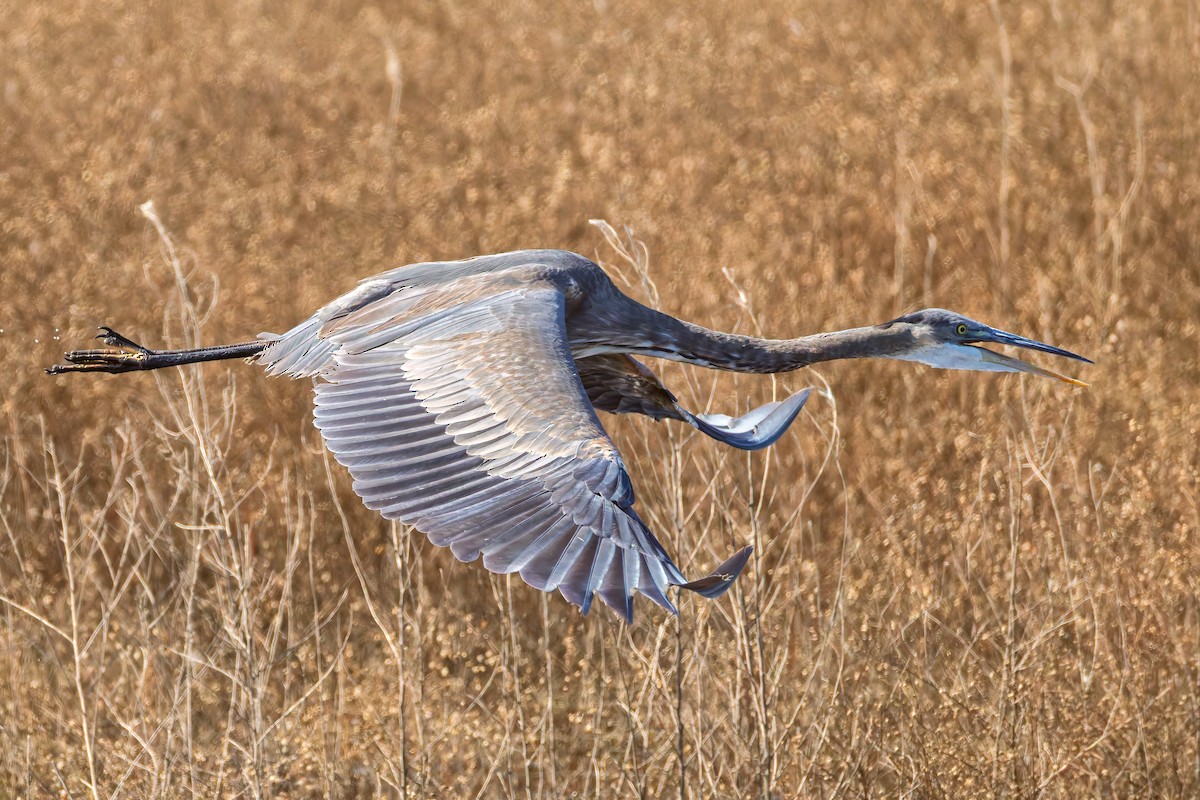 Great Blue Heron - ML644719531