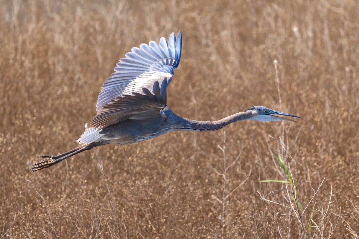 Great Blue Heron - ML644719534