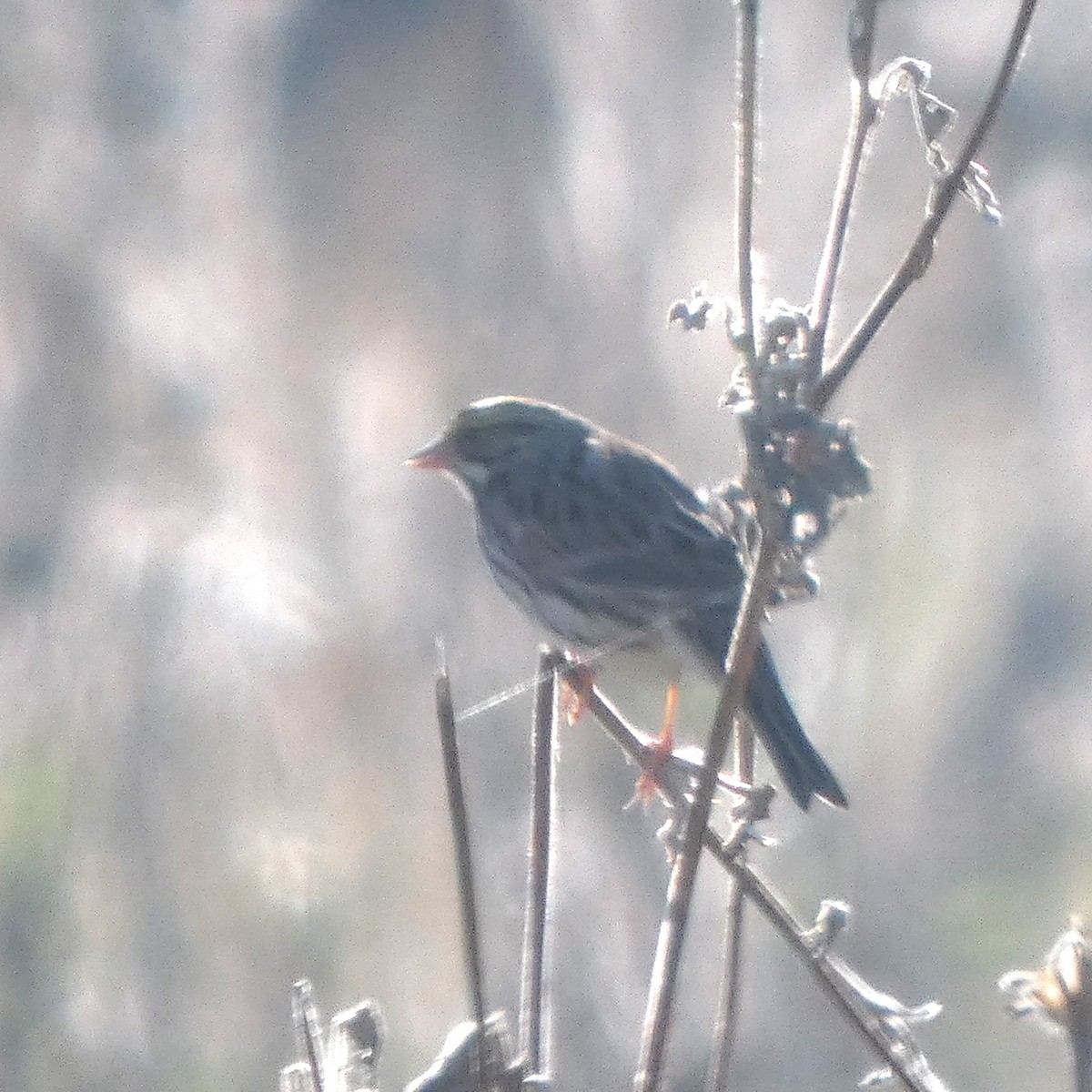 稀樹草鵐 - ML644719539