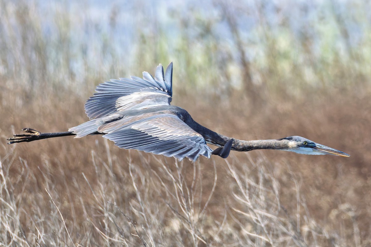 Great Blue Heron - ML644719544