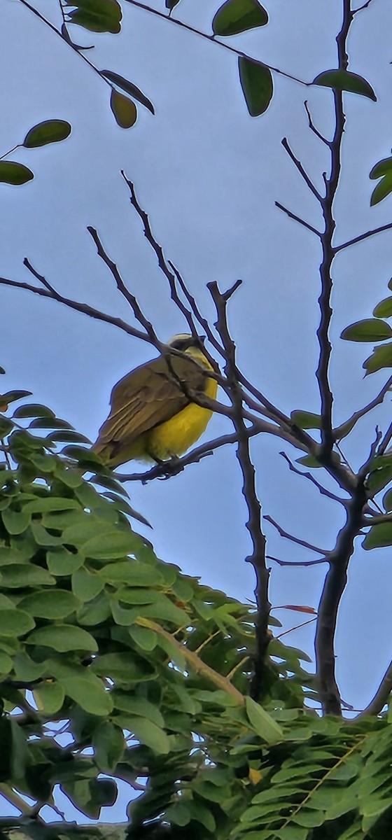 Красношапочный бентеви - ML644719545