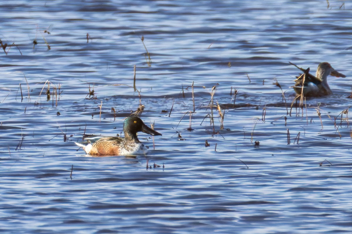 Northern Shoveler - ML644719550
