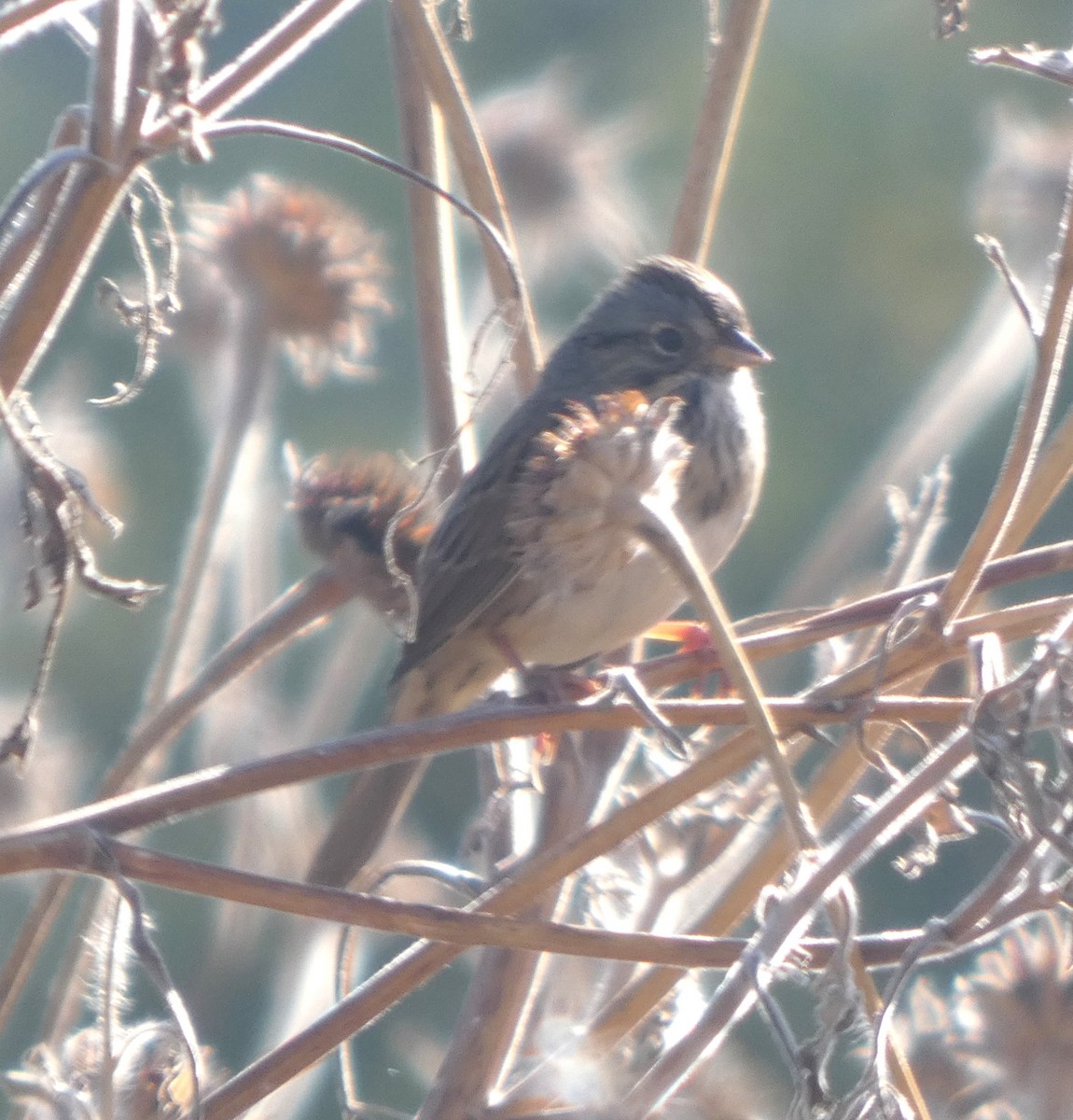 Lincoln's Sparrow - ML644719554