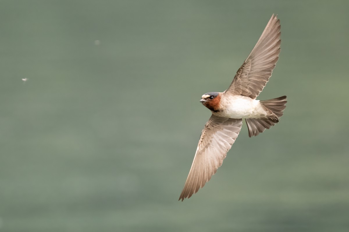 Golondrina Risquera - ML644719557
