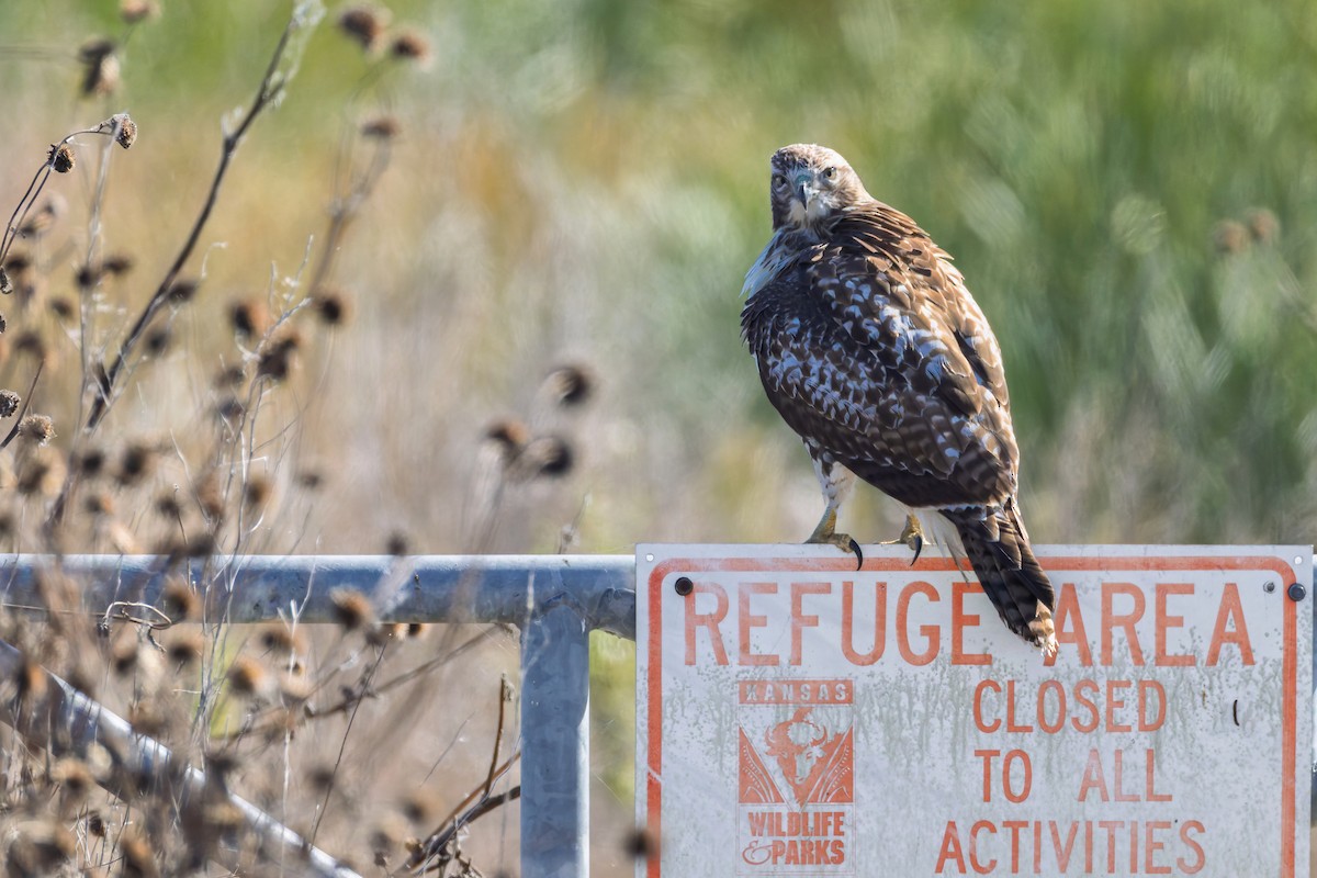 Red-tailed Hawk - ML644719558