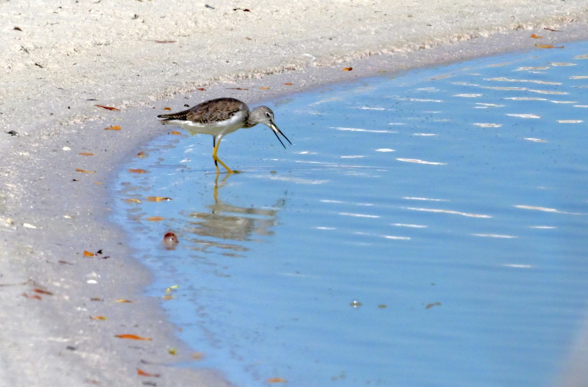 Коловодник строкатий - ML644719562