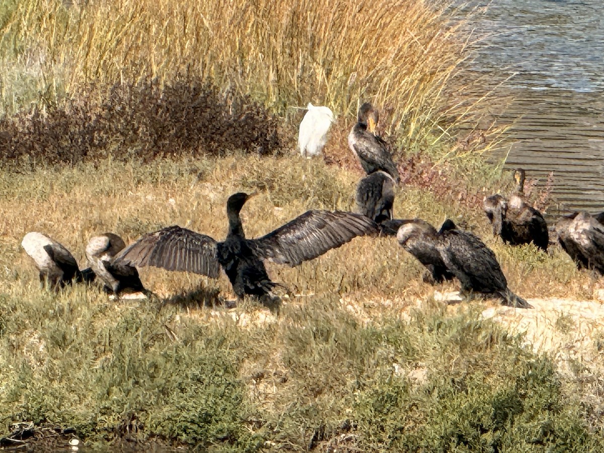 Double-crested Cormorant - ML644719563