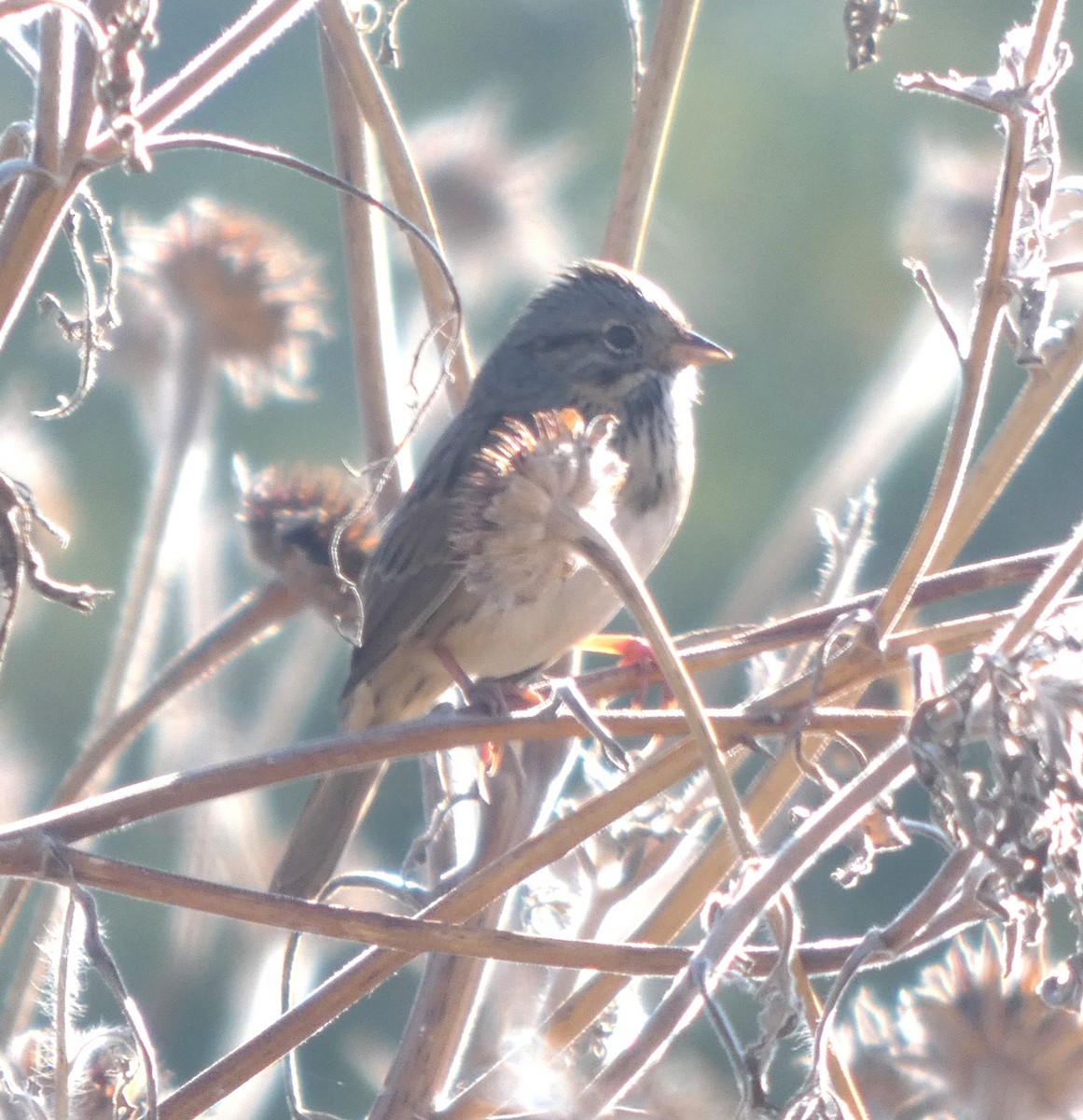 Lincoln's Sparrow - ML644719569