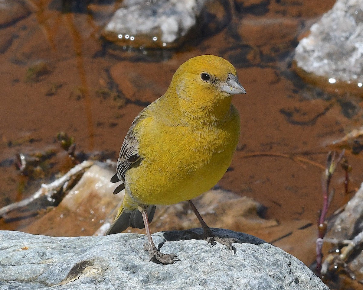 Goldbauch-Gilbtangare - ML644719576