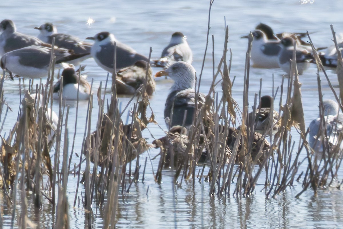 Lesser Black-backed Gull - ML644719577