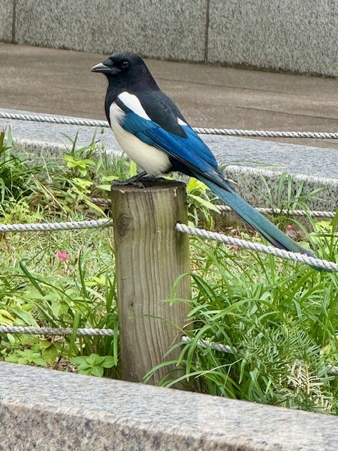 orientskjære - ML644719579