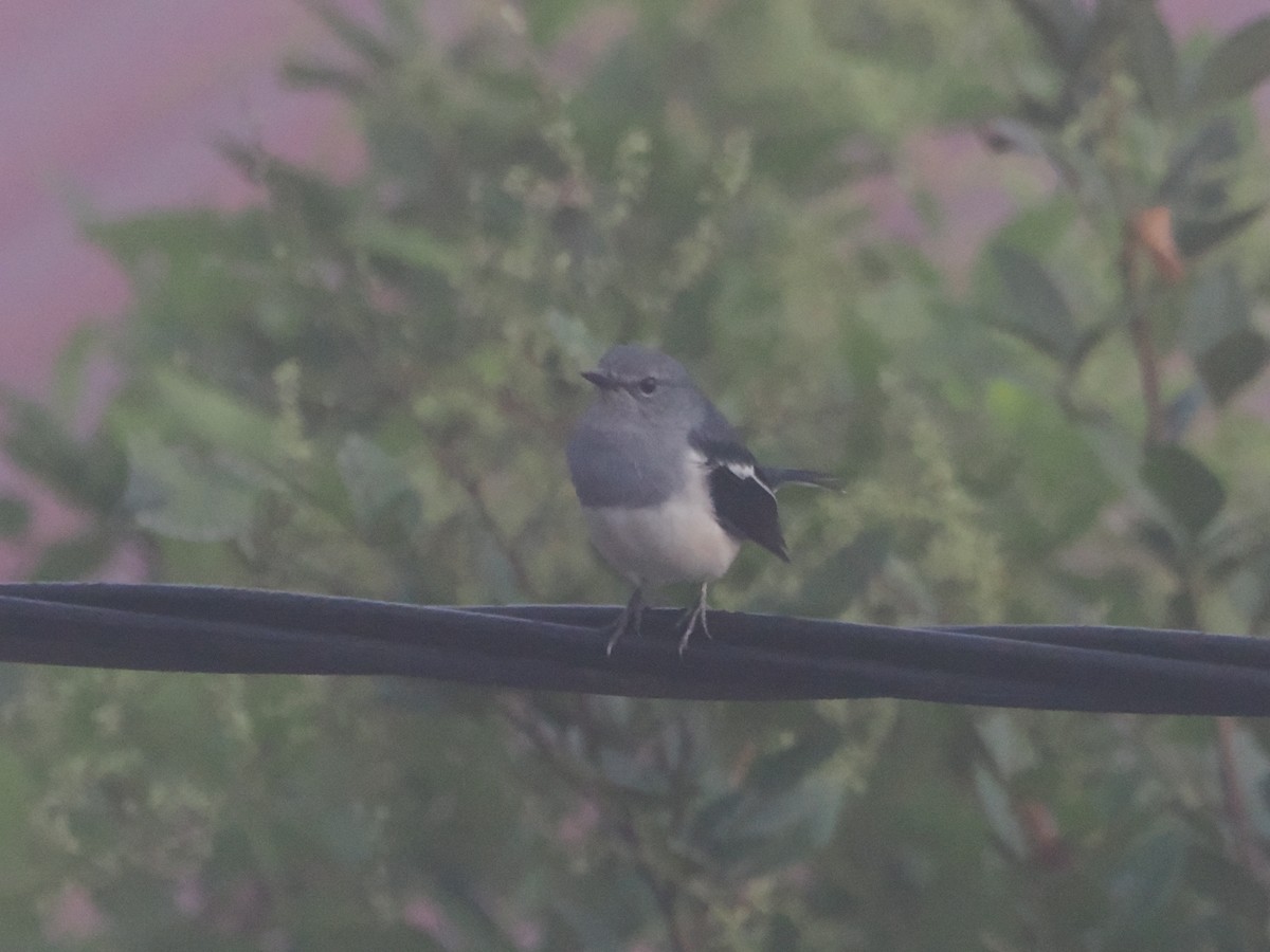 鵲鴝 - ML644719580