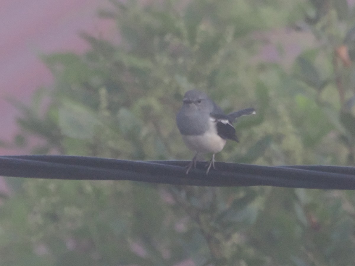 鵲鴝 - ML644719581