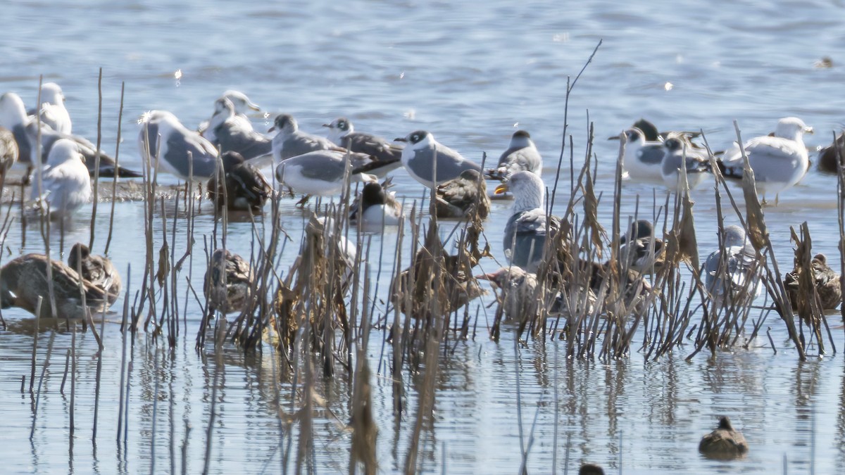 Lesser Black-backed Gull - ML644719583