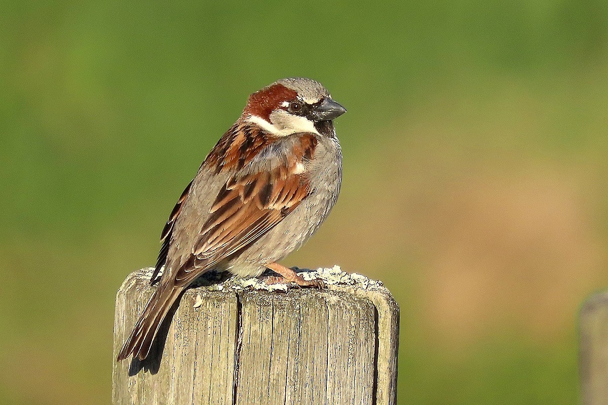 House Sparrow - ML644719598
