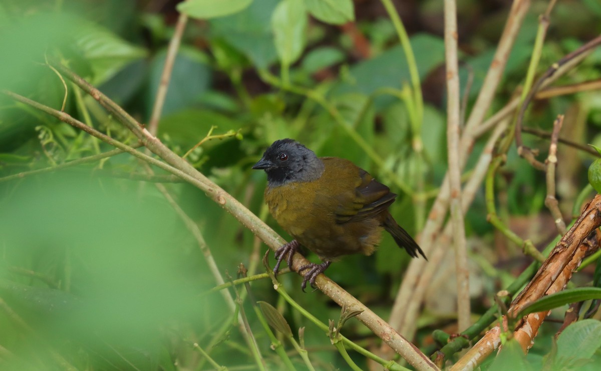 İri Ayaklı Serçe - ML644719618