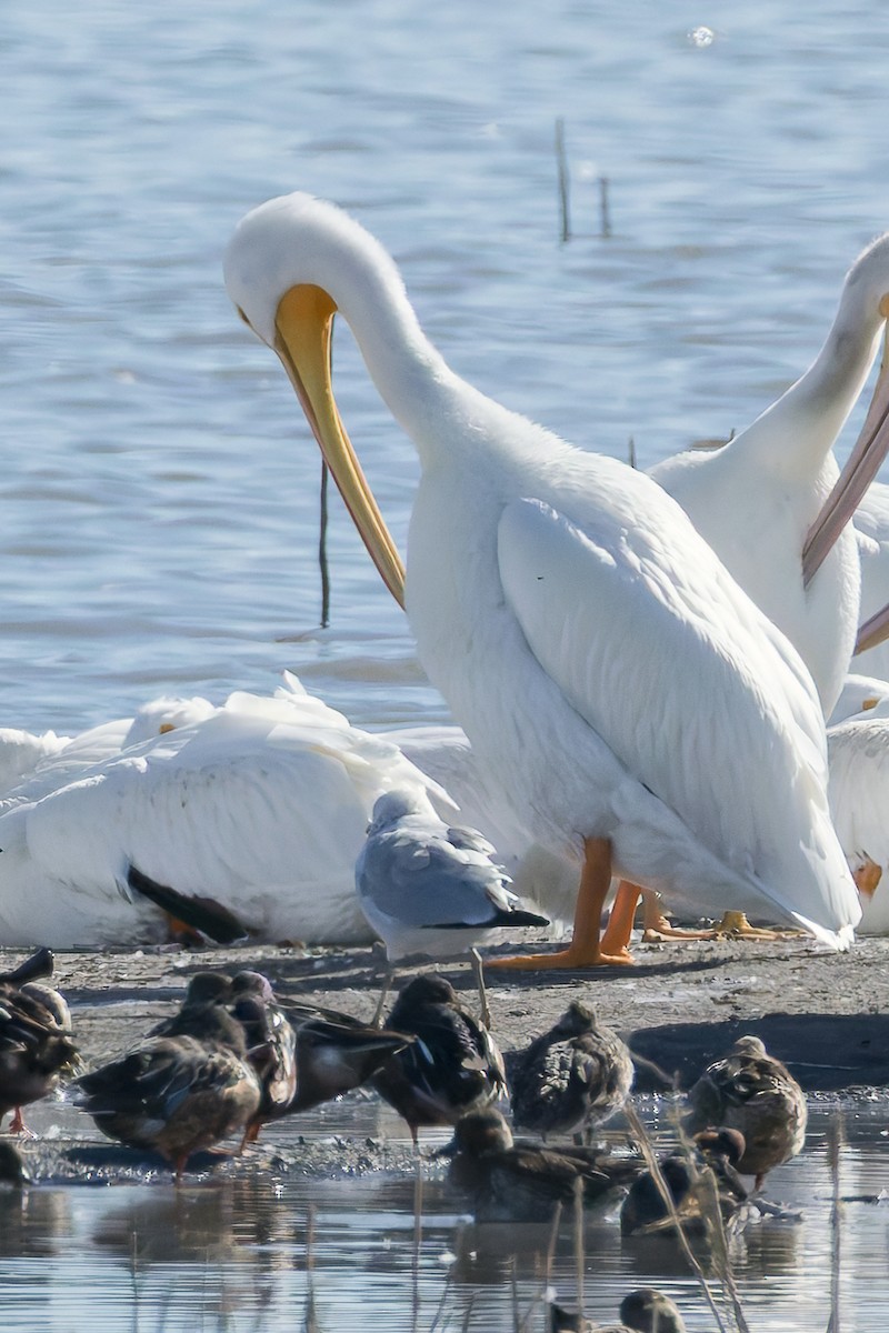 American White Pelican - ML644719619