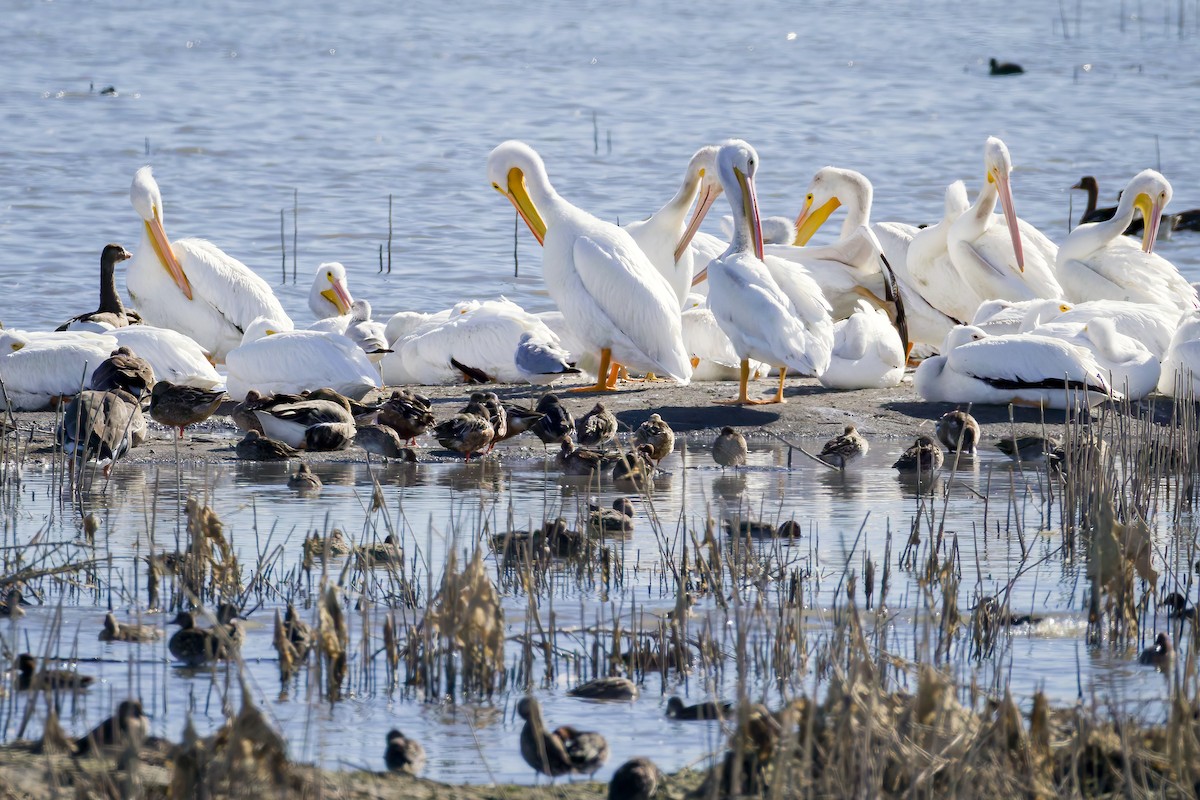 American White Pelican - ML644719624