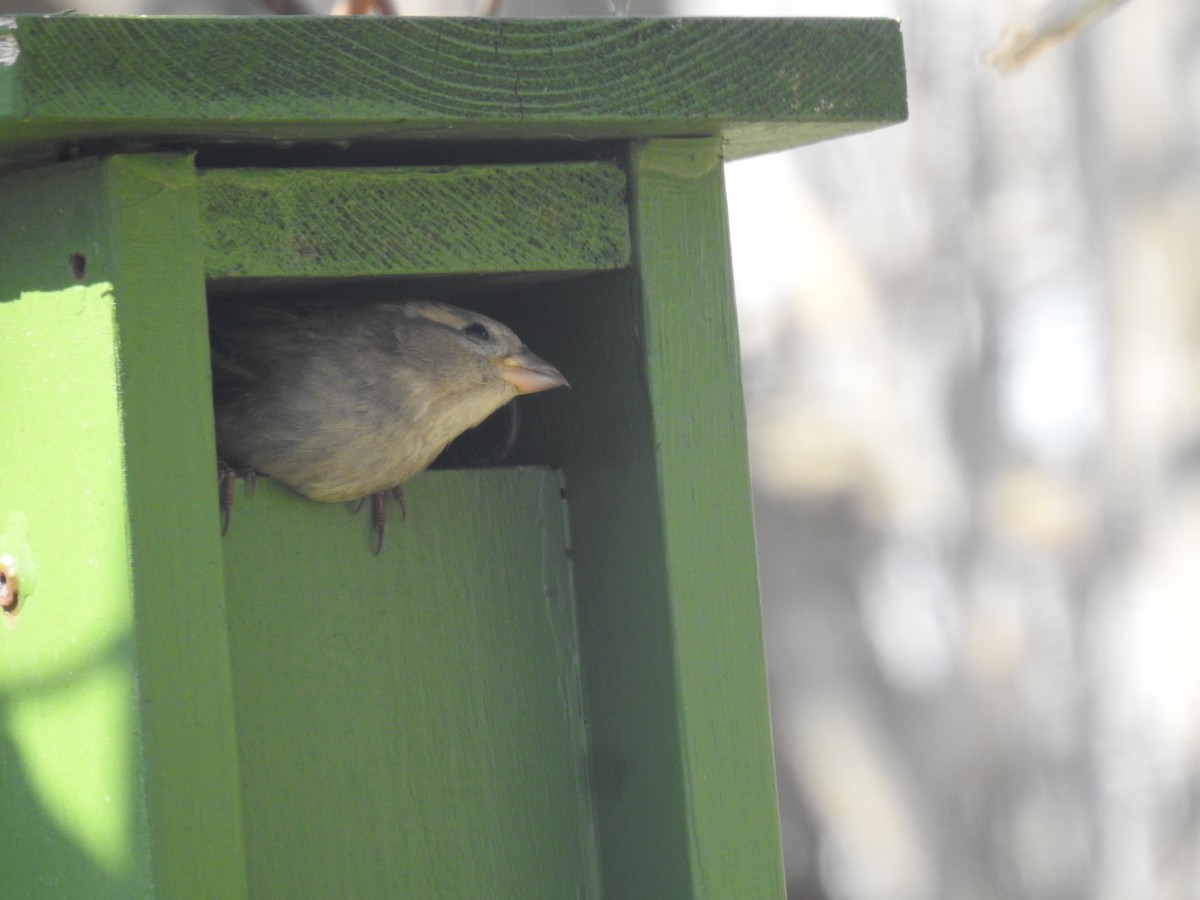House Sparrow - ML644719625