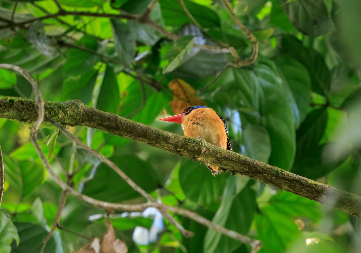 Banded Kingfisher (Black-faced) - ML644719627
