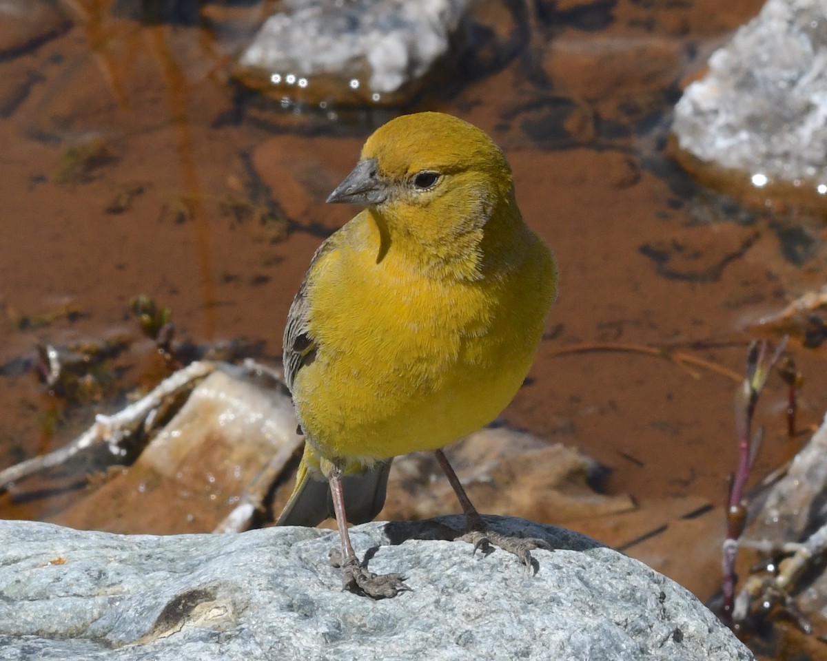 Goldbauch-Gilbtangare - ML644719628