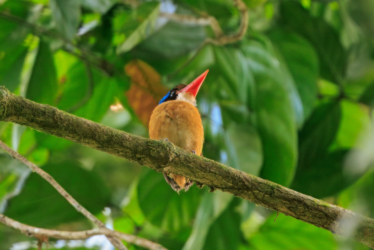 Banded Kingfisher (Black-faced) - ML644719630