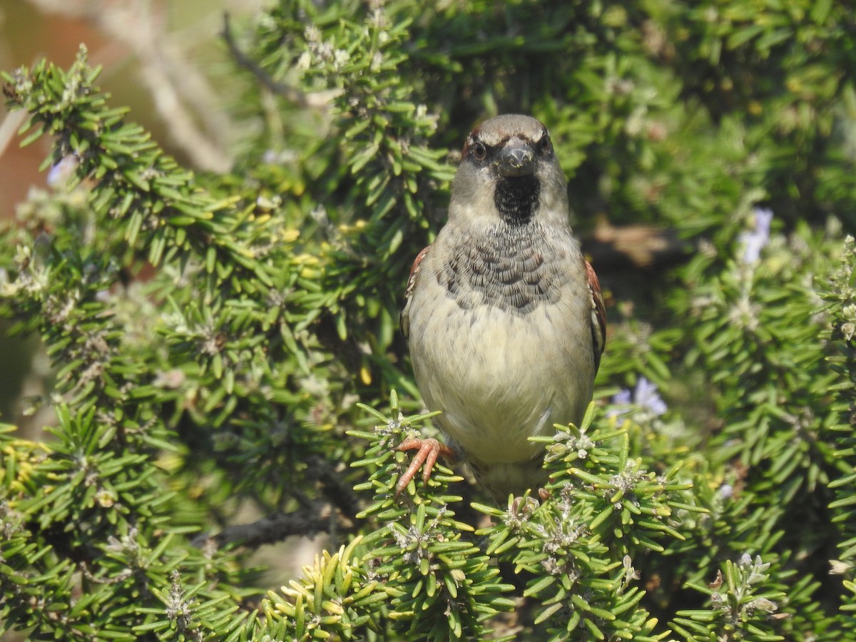 House Sparrow - ML644719634