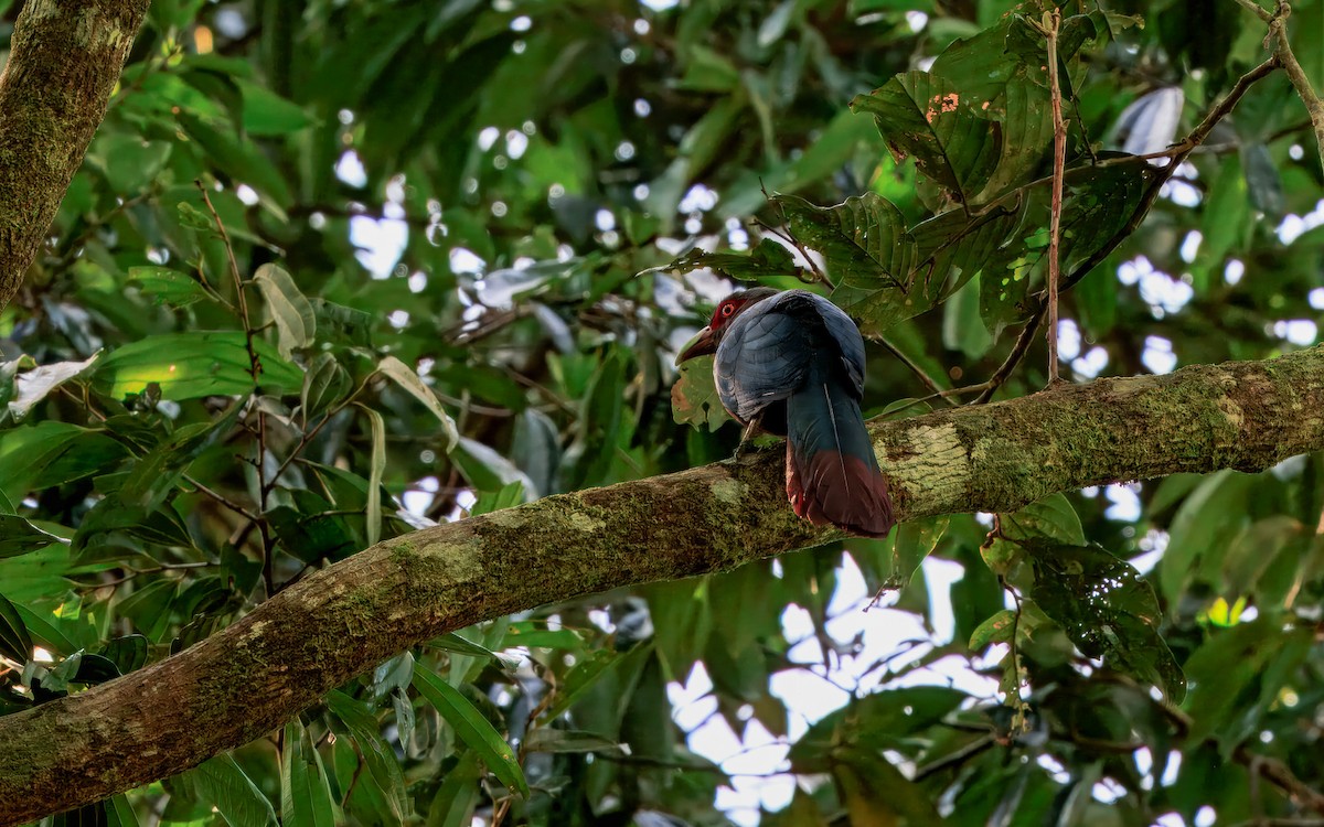 Chestnut-breasted Malkoha - ML644719635