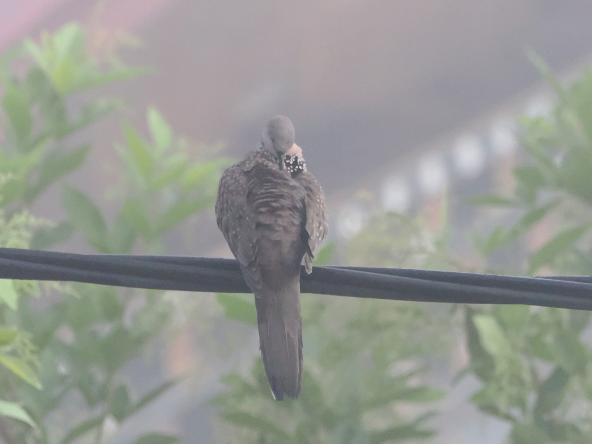 珠頸斑鳩 - ML644719636