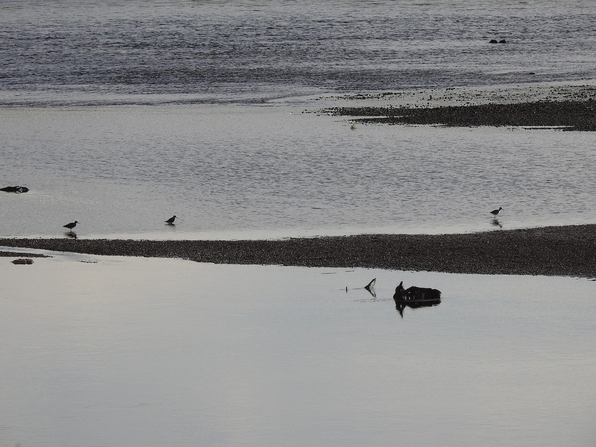 Коловодник строкатий - ML644719643