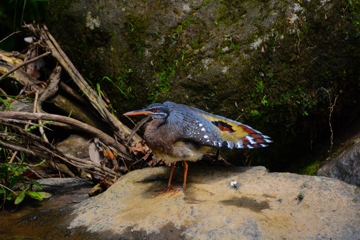 Sunbittern - ML644719646