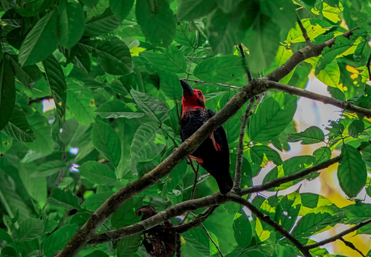 Bornean Bristlehead - ML644719648