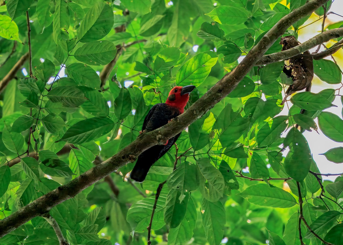 Bornean Bristlehead - ML644719649