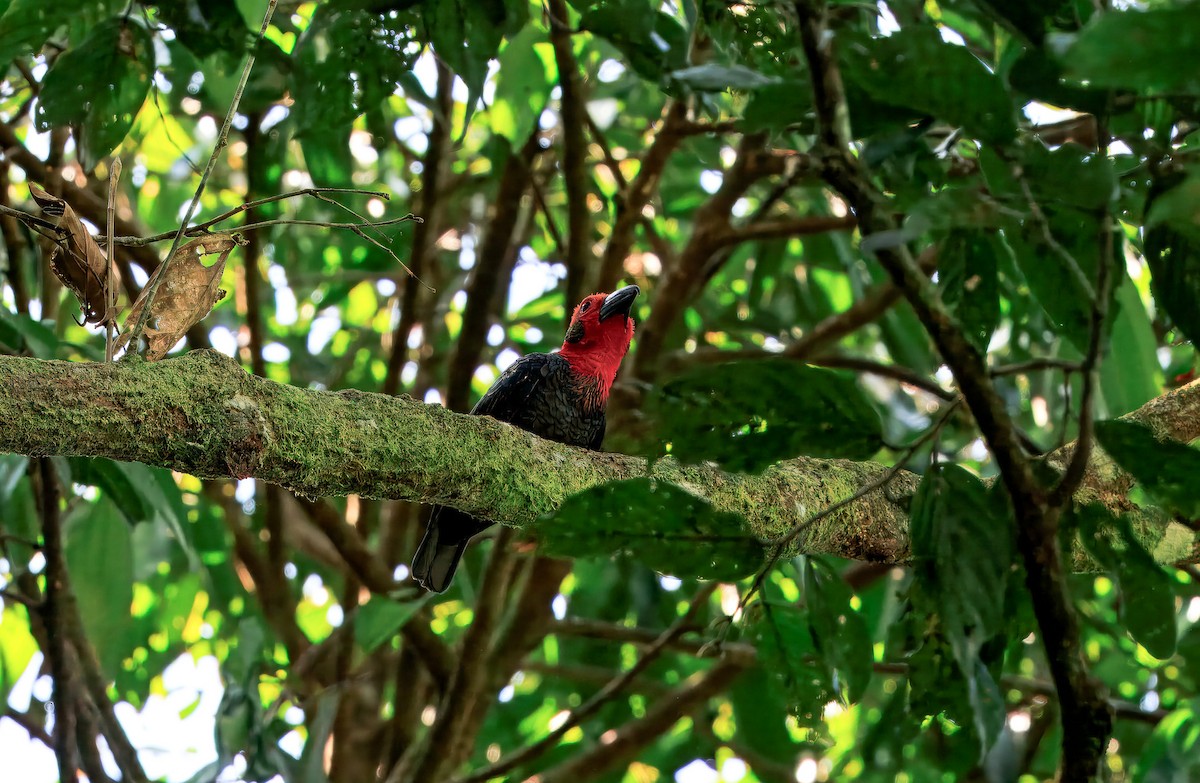 Bornean Bristlehead - ML644719650