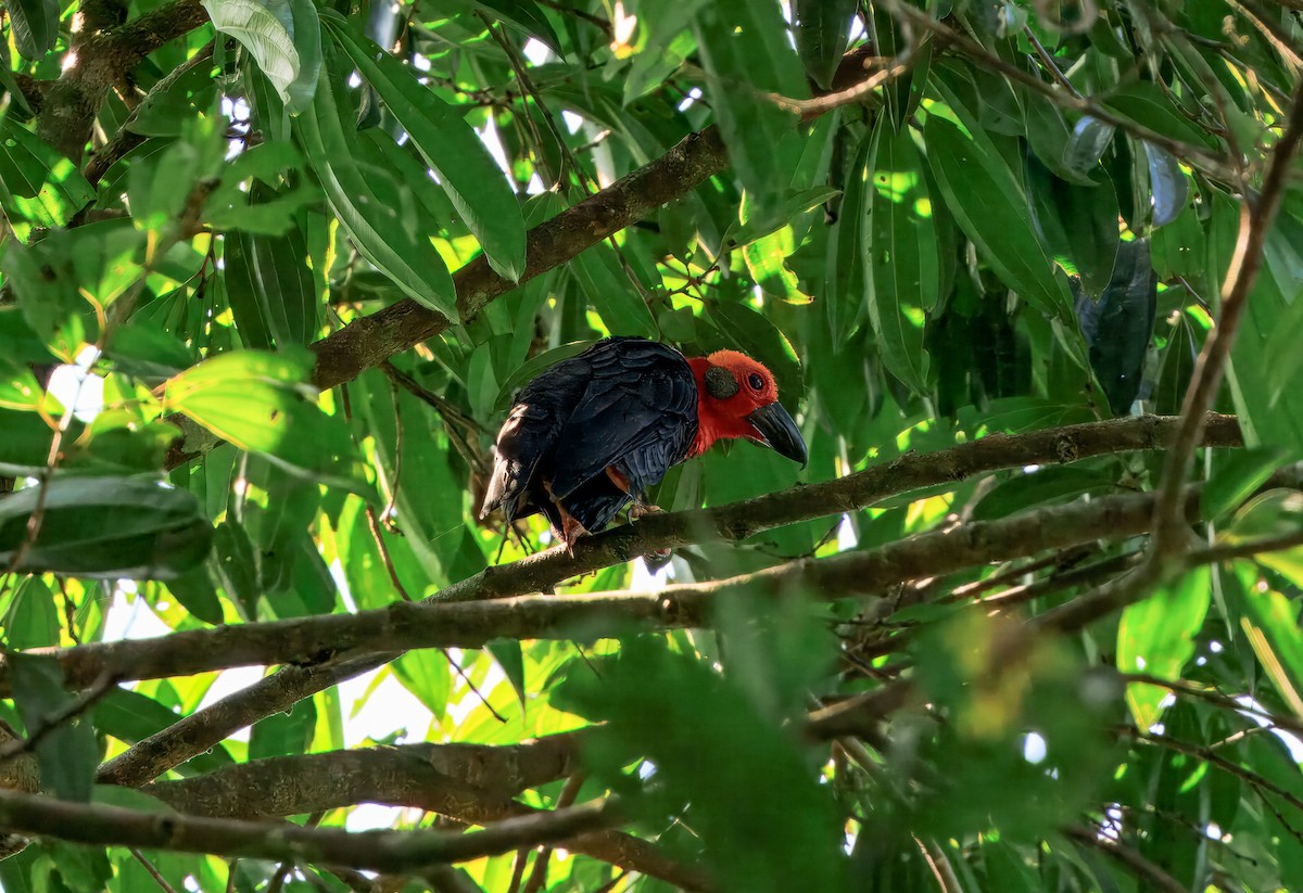 Bornean Bristlehead - ML644719651