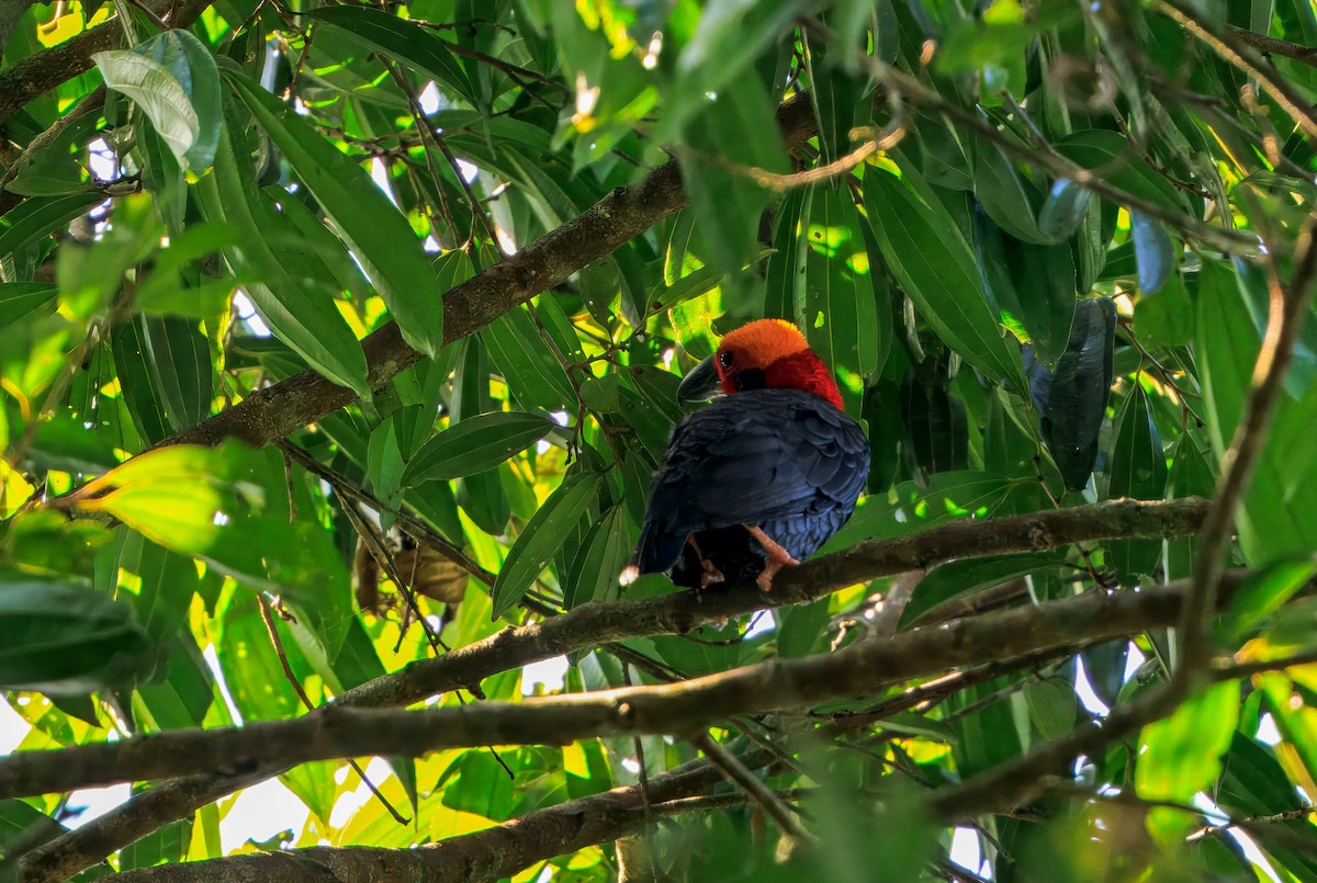 Bornean Bristlehead - ML644719652