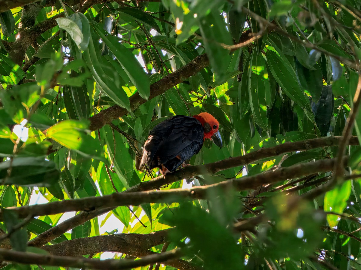 Bornean Bristlehead - ML644719653