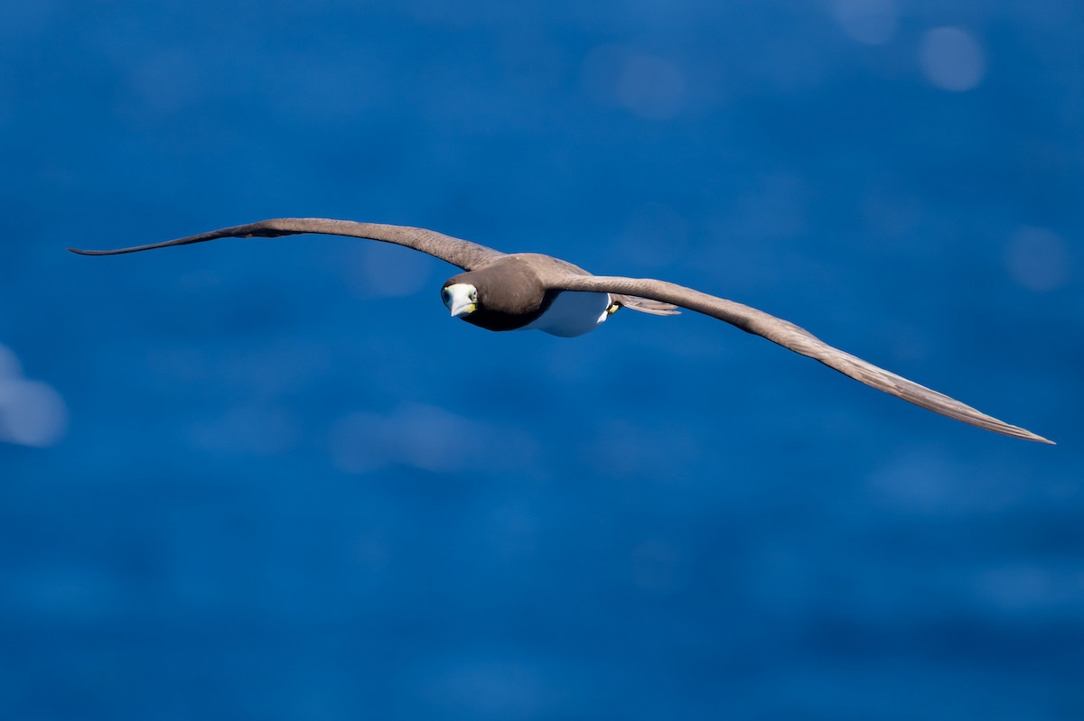 Pasifik Kara Sümsüğü - ML644719655