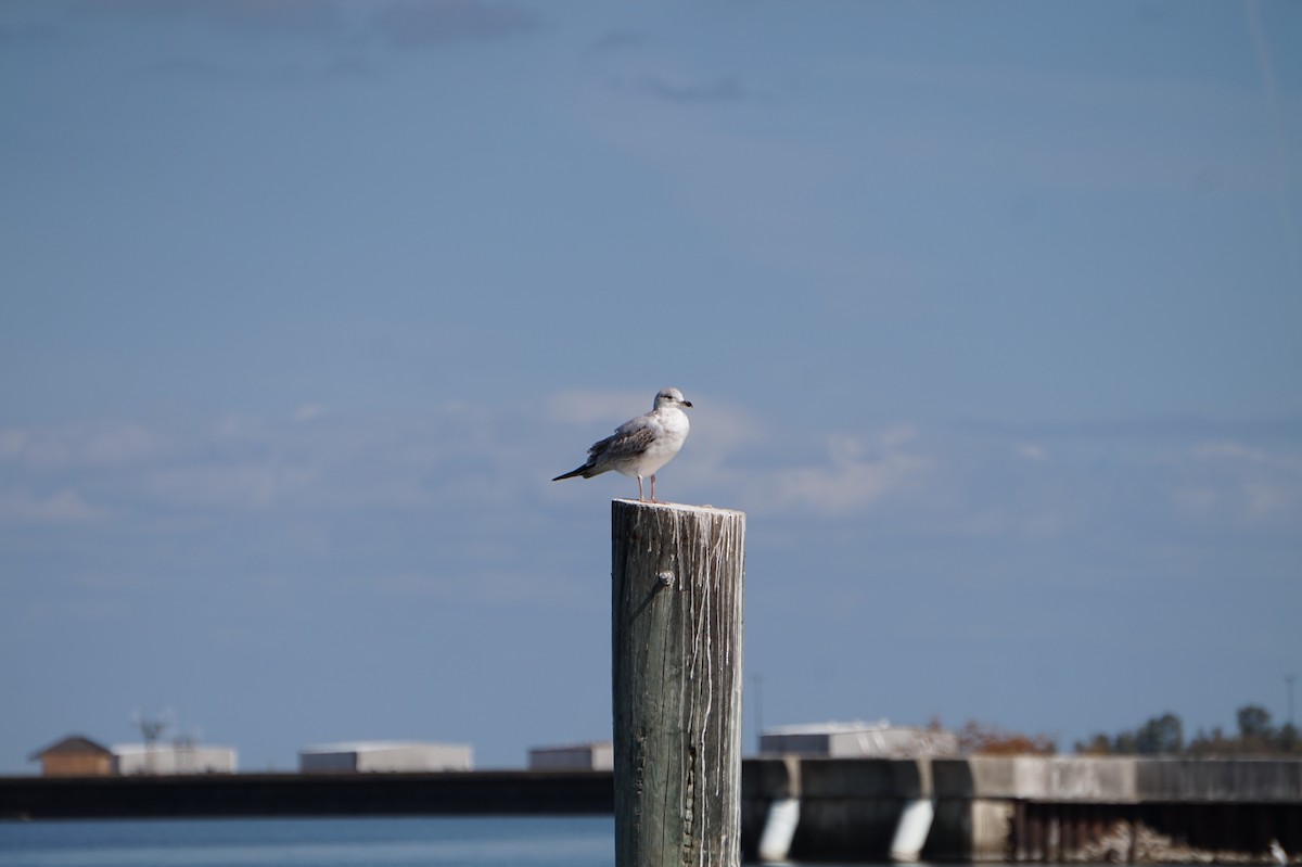 Halkalı Martı - ML644719663