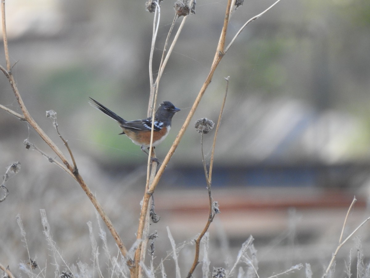 Benekli Tovi - ML644719664