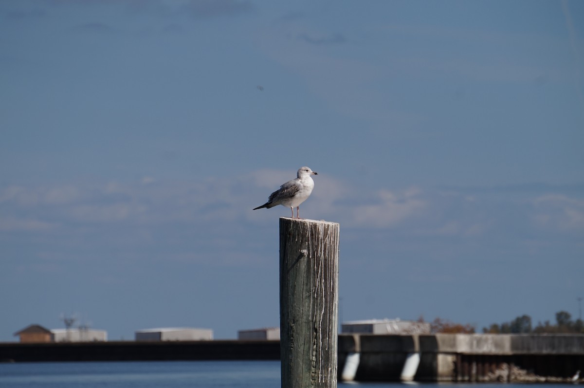 Halkalı Martı - ML644719665