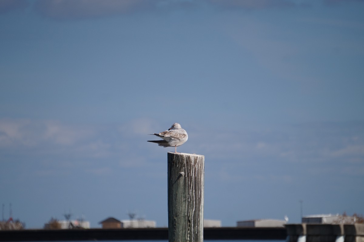 Halkalı Martı - ML644719667