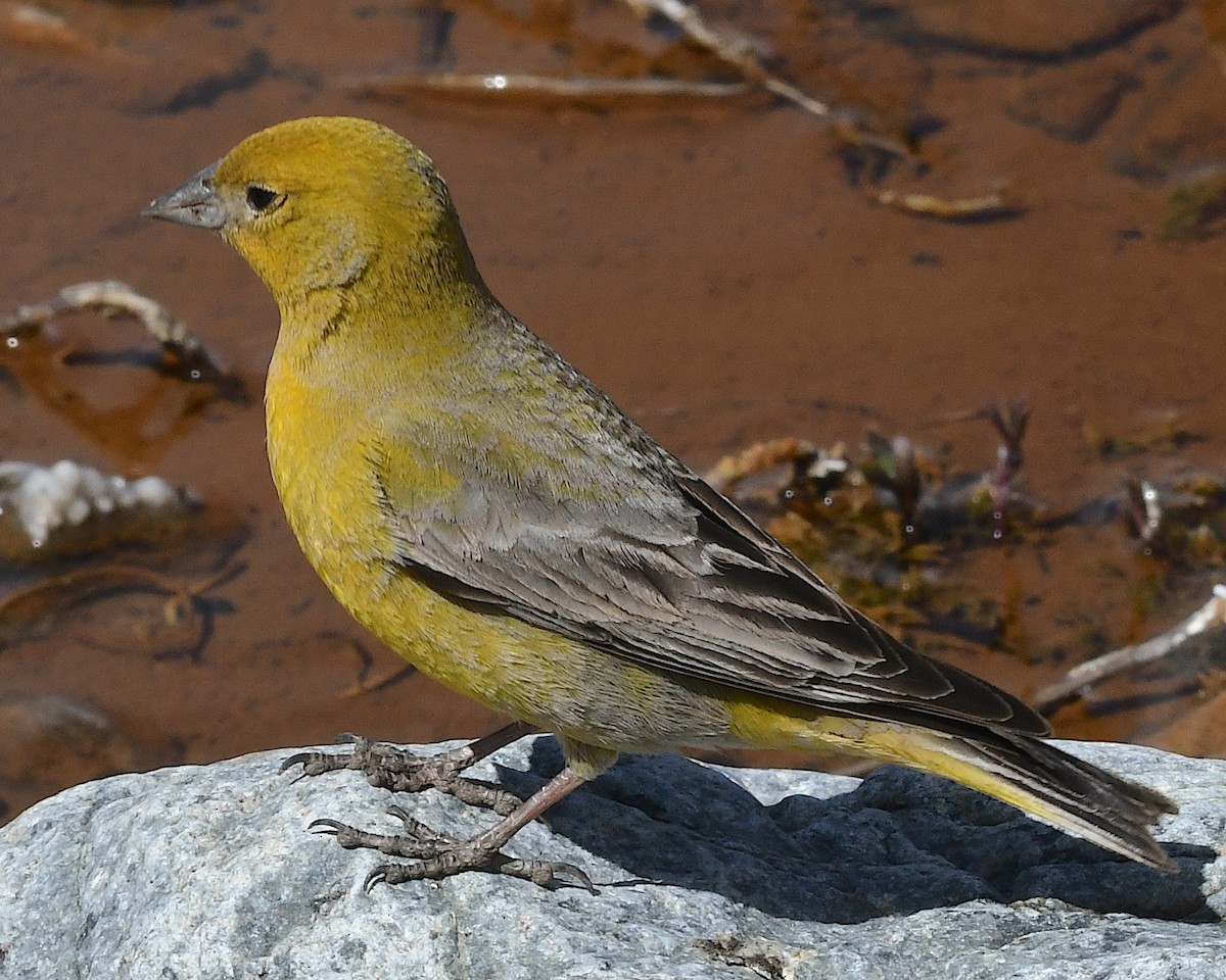 Büyük Kanarya İspinozu - ML644719669