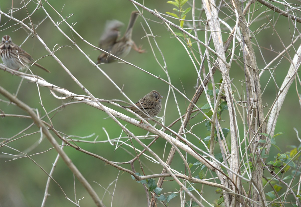 Lincoln Serçesi - ML644719671